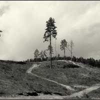 ....а был лес... :: Aleksandr Gal