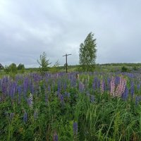 Заброшенная, деревенька :: Pippa 