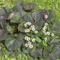 Подружился бузульник с ромашками :: Валерий Иванович