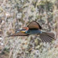 щурки :: юрий макаров