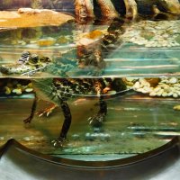 Кро-ко-ди-ли-ще! :: Надежда 