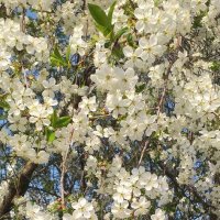 это было весной... :: Галина Флора это было весной... :: Галина Флора