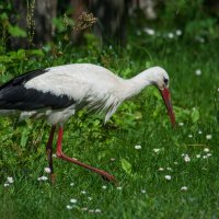 Дачный санитар. :: Sergey (Apg)