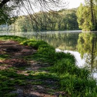 Лесное озеро. :: Владимир Безбородов