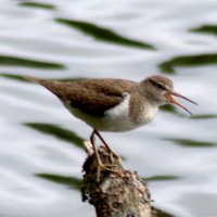 Перевозчик :: Сергей Владимирович Егоров Перевозчик :: Сергей Владимирович Егоров
