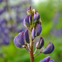 "Я само совершенство!" :: AleksSPb Лесниченко "Я само совершенство!" :: AleksSPb Лесниченко