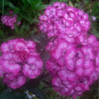 Гвоздики :: Елена Семигина