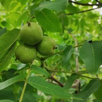 ,,, :: Сергей Тимоновский