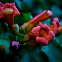 Текома :: Татьяна Евдокимова Текома :: Татьяна Евдокимова