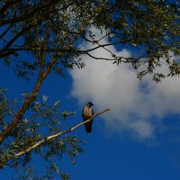 Летний день. :: Михаил Колосов 