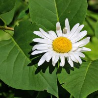 Загнула пальчики :: Светлана 