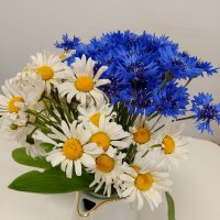 ВАСИЛЬКИ & роМАШКИ :: Василий Лист