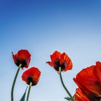 К небесам :: Андрей Щетинин