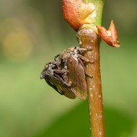 Обыкновенные горбатки спариваются :: Дарья Меркулова