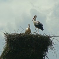 белый аист :: gawrilа - dan белый аист :: gawrilа - dan