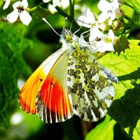 Самец зорьки обыкновенной :: Константин Штарк