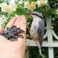 Поползень :: Сапсан 