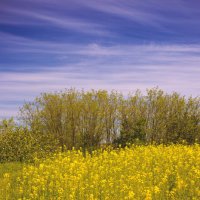 *** :: Яна Горбунова