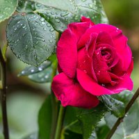 Дождливый день :: Александр Трухин