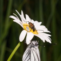 На ромашке :: Дарья Меркулова