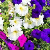 Лето :: Надежда Лето :: Надежда