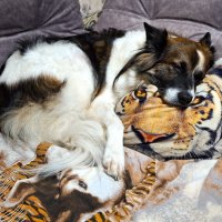 Баиньки :: Наталья 