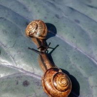 Про поцелуи :: Владимир Колесников Про поцелуи :: Владимир Колесников