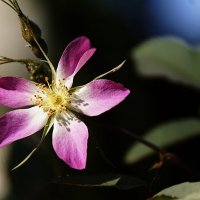 шиповник :: Ольга Cоломатина