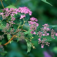 *** :: Леонид leo