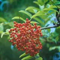 летняя рябина :: Александр Леонов