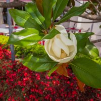 Магнолия. :: Борис Калитенко