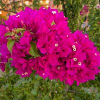 Бугенвиллия розовая. :: Борис Калитенко