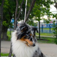 Каспер :: Полина Лопатина (Hunter)