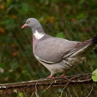 Вяхир 4 :: Юрий Бутусов