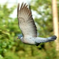 Вяхир 2 :: Юрий Бутусов