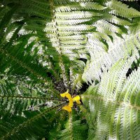 Цветок папоротника. :: Игорь Викторов
