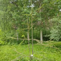 В Ботаническом саду Петрозаводска :: Ирэн 