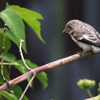 мухоловка-птенец :: Владимир Безбородов