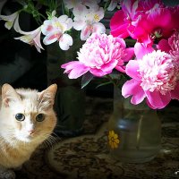 цветы и коты :: Олег Лукьянов