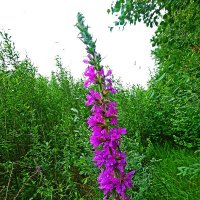 Июль...Цветет на лесной опушке дербенник иволистный! :: Владимир 