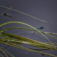 На травинке :: Сергей Цветков На травинке :: Сергей Цветков