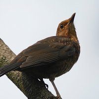 Молодой чёрный дрозд :: Лина 