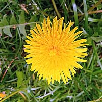 Цветы . :: Владимир Драгунский Цветы . :: Владимир Драгунский