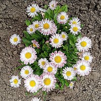 Цветы. :: Владимир Драгунский