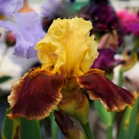 Бархатные лепестки, как яркие перышки. :: Татьяна Помогалова Бархатные лепестки, как яркие перышки. :: Татьяна Помогалова