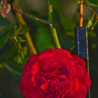 Роза :: Giant Tao / Роза :: Giant Tao /