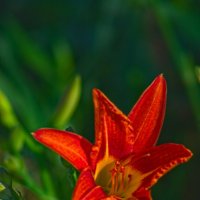 лилейник дикий оранжевый :: Giant Tao /