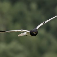 1 :: Сергей Флетчер