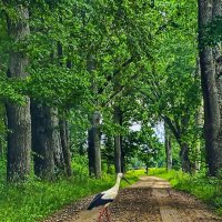 The walk :: Arturs Ancans