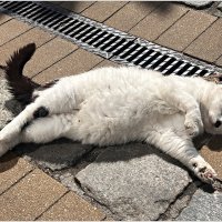 Лето в городе котов и кошек. :: Валерия Комова Лето в городе котов и кошек. :: Валерия Комова